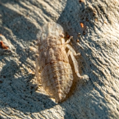 Ledromorpha planirostris (A leafhopper) at Mount Majura - 14 Feb 2021 by sbittinger