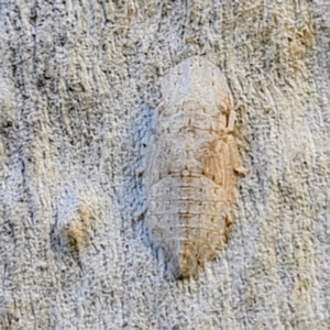 Ledromorpha planirostris at Majura, ACT - 15 Feb 2021