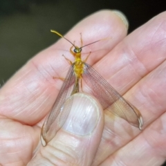 Nymphes myrmeleonoides (Blue eyes lacewing) at Hackett, ACT - 11 Feb 2021 by sbittinger