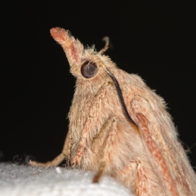 Pararguda nasuta (Wattle Snout Moth) at Melba, ACT - 12 Feb 2021 by Bron