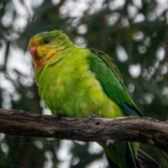 Polytelis swainsonii (Superb Parrot) at Watson, ACT - 8 Feb 2021 by sbittinger