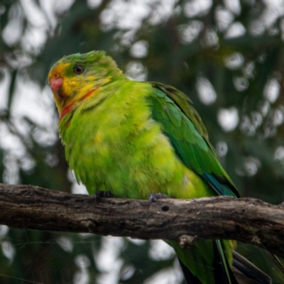 Polytelis swainsonii (Superb Parrot) at Watson Green Space - 7 Feb 2021 by sbittinger