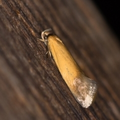 Phauloplana illuta (Wingia Group) at Melba, ACT - 12 Feb 2021 by Bron