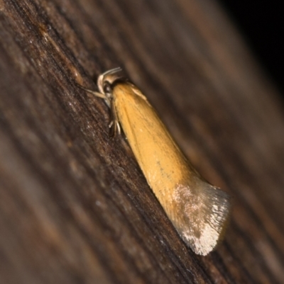 Phauloplana illuta (Wingia Group) at Melba, ACT - 12 Feb 2021 by Bron