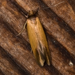 Phauloplana illuta at Melba, ACT - 12 Feb 2021