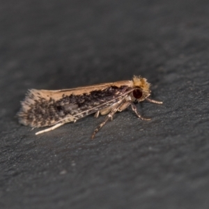 Monopis crocicapitella at Melba, ACT - 12 Feb 2021