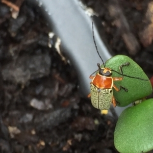 Aporocera (Aporocera) sculptilis at Aranda, ACT - 13 Feb 2021