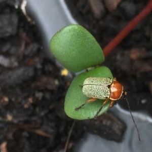 Aporocera (Aporocera) sculptilis at Aranda, ACT - 13 Feb 2021