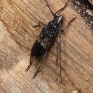 Phoracantha semipunctata at Aranda, ACT - 13 Feb 2021