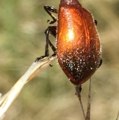 Ecnolagria grandis (Honeybrown beetle) at Aranda, ACT - 15 Feb 2021 by Jubeyjubes