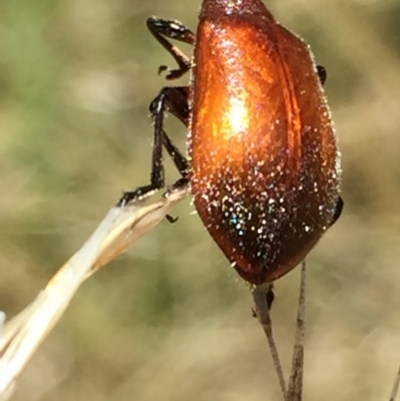 Ecnolagria grandis (Honeybrown beetle) at Aranda, ACT - 15 Feb 2021 by Jubeyjubes