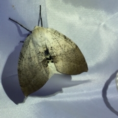 Gastrophora henricaria (Fallen-bark Looper, Beautiful Leaf Moth) at ANBG - 13 Feb 2021 by Jubeyjubes