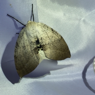 Gastrophora henricaria (Fallen-bark Looper, Beautiful Leaf Moth) at ANBG - 13 Feb 2021 by Jubeyjubes