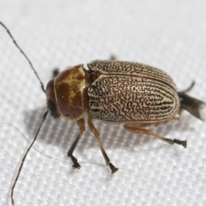 Aporocera (Aporocera) sculptilis at Fyshwick, ACT - 10 Feb 2021