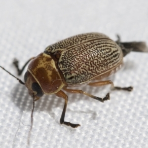 Aporocera (Aporocera) sculptilis at Fyshwick, ACT - 10 Feb 2021