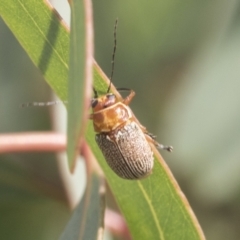 Aporocera (Aporocera) sculptilis at Fyshwick, ACT - 10 Feb 2021