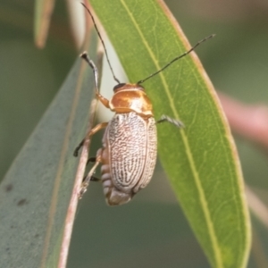 Aporocera (Aporocera) sculptilis at Fyshwick, ACT - 10 Feb 2021