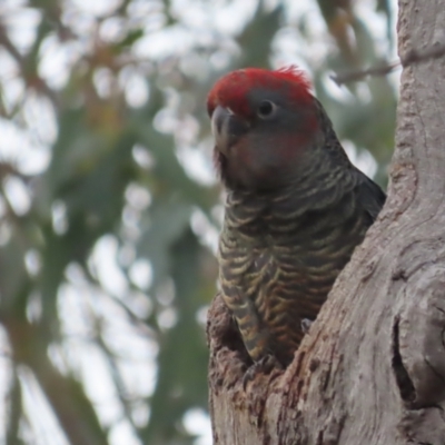 Callocephalon fimbriatum (Gang-gang Cockatoo) at GG149 - 14 Feb 2021 by roymcd