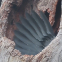 Callocephalon fimbriatum at Red Hill, ACT - suppressed