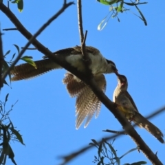 Eudynamys orientalis (Pacific Koel) at Jerrabomberra Wetlands - 14 Feb 2021 by roymcd