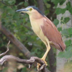 Nycticorax caledonicus at Fyshwick, ACT - 12 Feb 2021