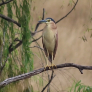 Nycticorax caledonicus at Fyshwick, ACT - 12 Feb 2021