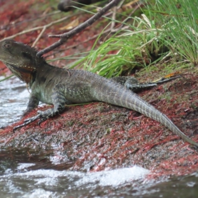 Intellagama lesueurii howittii (Gippsland Water Dragon) at Jerrabomberra Wetlands - 12 Feb 2021 by roymcd