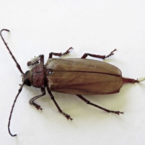 Agrianome spinicollis at Crooked Corner, NSW - 14 Feb 2021