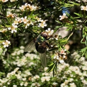 Rutilia (Donovanius) sp. (genus & subgenus) at Aranda, ACT - 15 Feb 2021