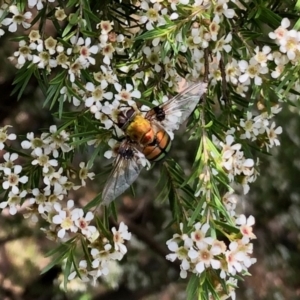 Rutilia (Chrysorutilia) sp. (genus & subgenus) at Aranda, ACT - 15 Feb 2021 10:09 AM