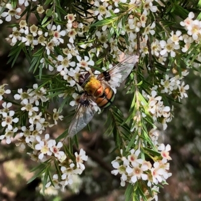 Rutilia (Chrysorutilia) sp. (genus & subgenus) (A Bristle Fly) at Aranda, ACT - 14 Feb 2021 by KMcCue