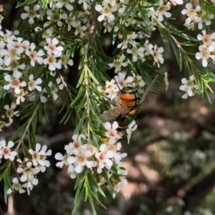 Rutilia (Chrysorutilia) sp. (genus & subgenus) at Aranda, ACT - 15 Feb 2021