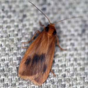 Threnosia heminephes at O'Connor, ACT - 30 Jan 2021