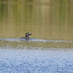 Biziura lobata (Musk Duck) at Coree, ACT - 6 Feb 2021 by Liam.m