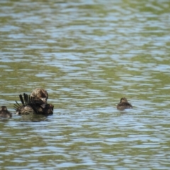 Oxyura australis (Blue-billed Duck) at Upper Stranger Pond - 13 Jan 2021 by Liam.m