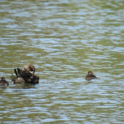 Oxyura australis (Blue-billed Duck) at Isabella Plains, ACT - 13 Jan 2021 by Liam.m