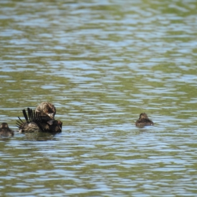 Oxyura australis (Blue-billed Duck) at Upper Stranger Pond - 13 Jan 2021 by Liam.m