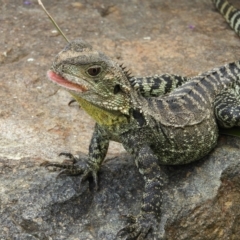 Intellagama lesueurii howittii (Gippsland Water Dragon) at ANBG - 10 Feb 2021 by MatthewFrawley