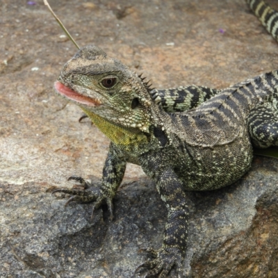 Intellagama lesueurii howittii (Gippsland Water Dragon) at ANBG - 10 Feb 2021 by MatthewFrawley