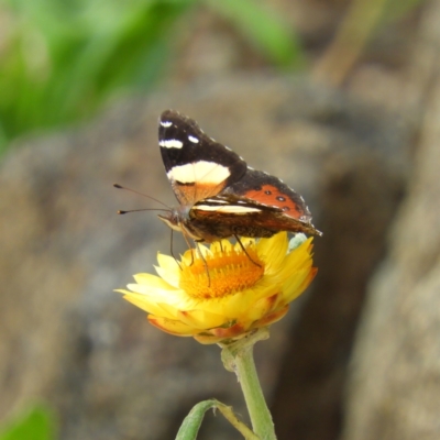 Vanessa itea (Yellow Admiral) at ANBG - 10 Feb 2021 by MatthewFrawley