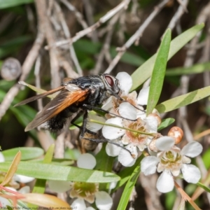 Chetogaster violacea/viridis (complex) at Acton, ACT - 15 Feb 2021