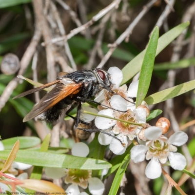 Chetogaster violacea/viridis (complex) (Bristle Fly) at ANBG - 14 Feb 2021 by Roger