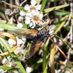 Chetogaster violacea/viridis (complex) at Acton, ACT - 15 Feb 2021