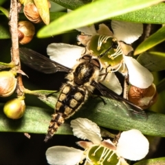 Trichophthalma sp. (genus) (Tangle-vein fly) at Acton, ACT - 15 Feb 2021 by Roger