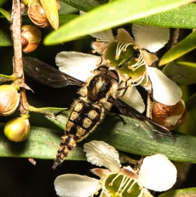 Trichophthalma sp. (genus) (Tangle-vein fly) at Acton, ACT - 15 Feb 2021 by Roger