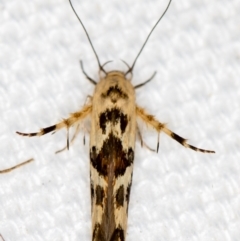 Stathmopoda melanochra (An Oecophorid moth (Eriococcus caterpillar)) at Melba, ACT - 12 Feb 2021 by Bron