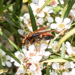 Guerinius shuckardi (Smooth flower wasp) at ANBG - 15 Feb 2021 by Roger