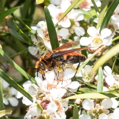 Guerinius shuckardi (Smooth flower wasp) at ANBG - 15 Feb 2021 by Roger