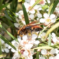 Guerinius shuckardi (Smooth flower wasp) at Acton, ACT - 15 Feb 2021 by Roger