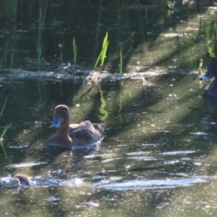 Aythya australis at Fyshwick, ACT - 14 Feb 2021